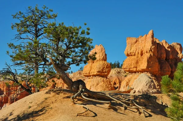 犹他州布莱斯峡谷国家公园的松树 — 图库照片