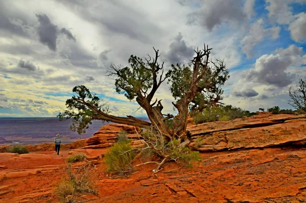 Ett enda träd i den döda hästen State Park, Utah, Usa — Stockfoto