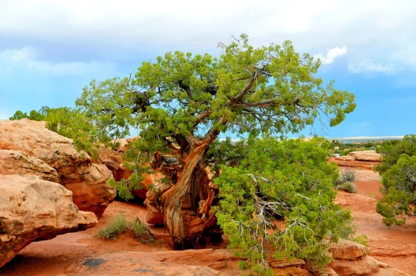Ett enda träd i den döda hästen State Park, Utah, Usa — Stockfoto