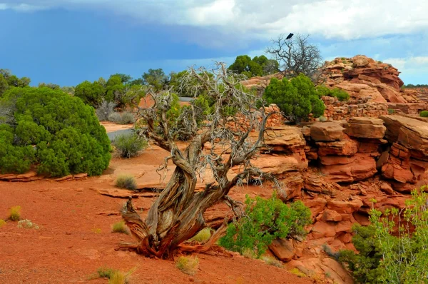 Ett enda träd i den döda hästen State Park, Utah, Usa — Stockfoto