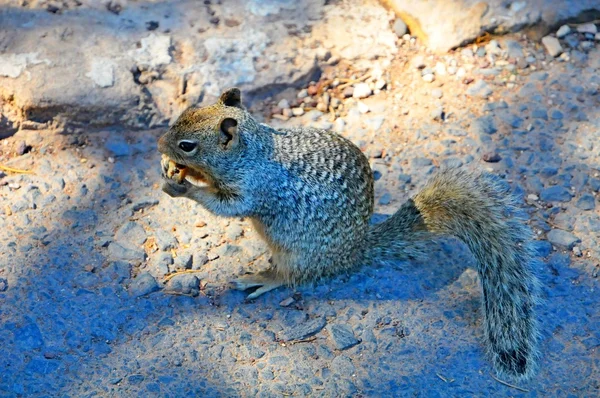 A Squirrel in  Grand Canyon National Park, Arizona, the USA — Stock Photo, Image