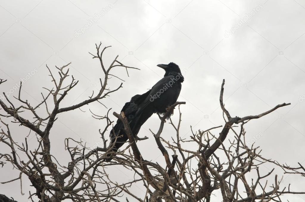 Ravens in Dead horse State Park, Utah, the USA