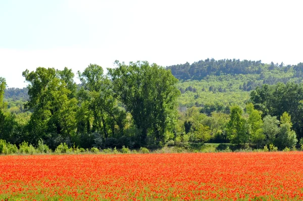 Campo di papavero in Provenza, Francia — Foto Stock