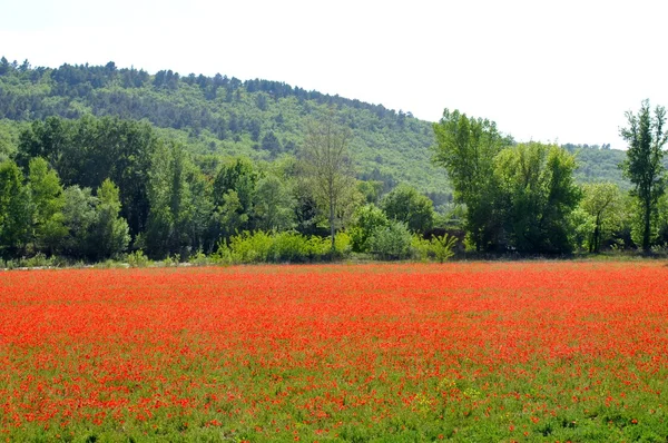 Campo di papavero in Provenza, Francia — Foto Stock