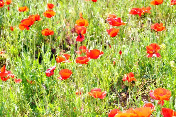 Campo de papoula em Provence, Francia — Fotografia de Stock