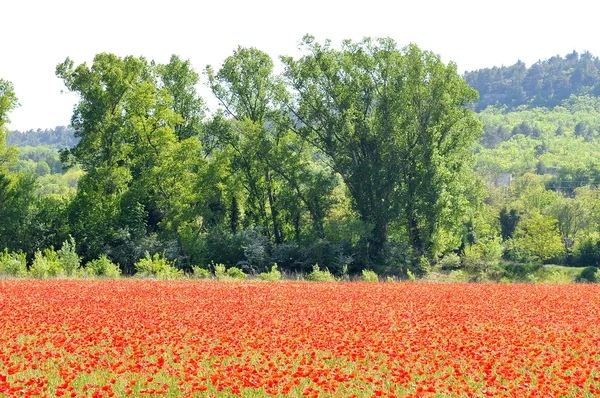 Campo di papavero in Provenza, Francia — Foto Stock