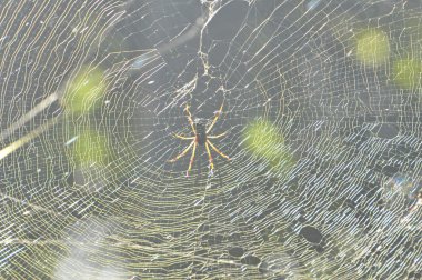 Örümcek Nephila clavipes, Jamaika, Karayip Adaları