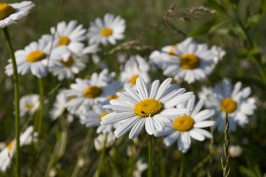 Vahşi tarlada papatya çiçekleri