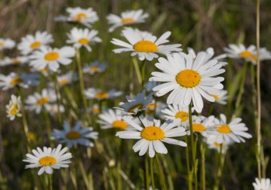 Vahşi tarlada papatya çiçekleri