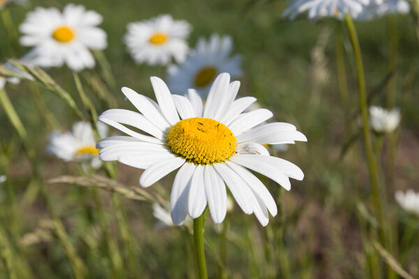 chamomile flowers in the wild field