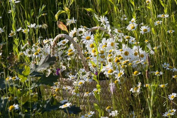 Kamille Bloemen Een Mand — Stockfoto