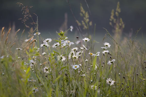 Kamille Bloemen Het Wild Veld — Stockfoto