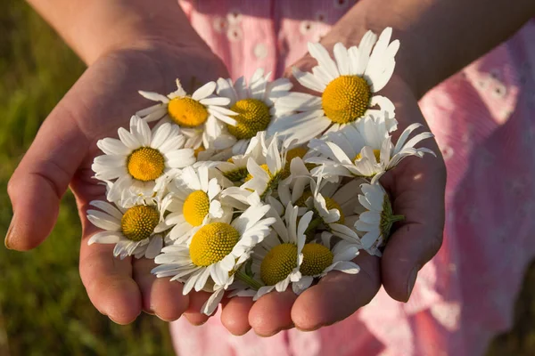 Fleurs Camomille Dans Les Palmiers Images De Stock Libres De Droits