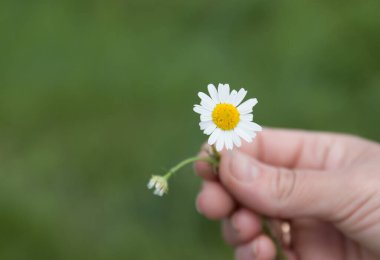 Papatya çiçeği elinde parmaklarıyla tutulur.
