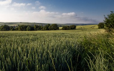 Mavi gökyüzünün arka planında buğday tarlası