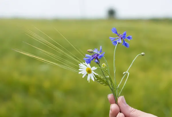 Fält Sommar Himmel Moln Växter Sol Natur Blommor — Stockfoto