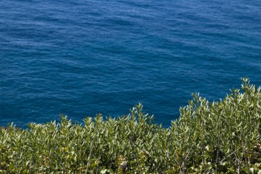 Deniz kenarındaki tropikal bitkiler