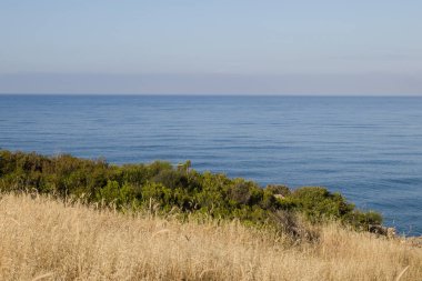 Deniz kenarındaki tropikal bitkiler