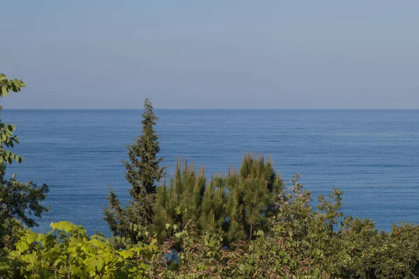 Tropische Pflanzen Meer — Stockfoto