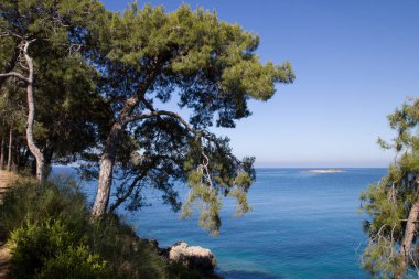 Deniz kenarındaki çam ağaçları
