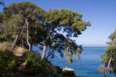 Deniz kenarındaki çam ağaçları