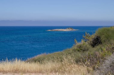 Deniz kenarındaki tropikal bitkiler