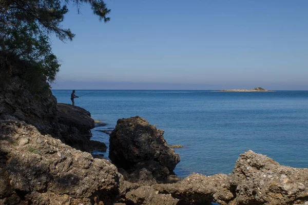 Πεύκα Δίπλα Στη Θάλασσα — Φωτογραφία Αρχείου