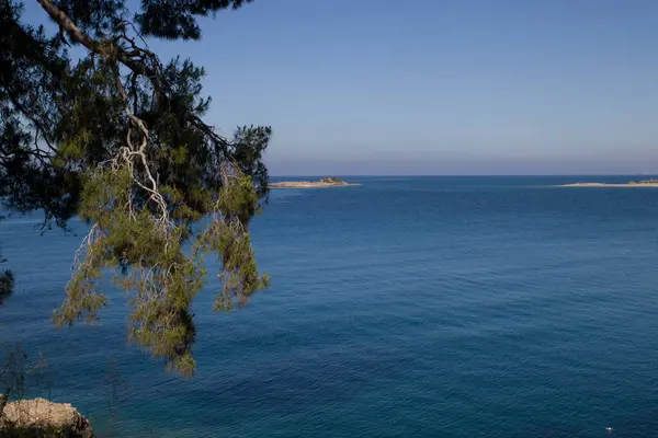 Pinos Junto Mar — Foto de Stock