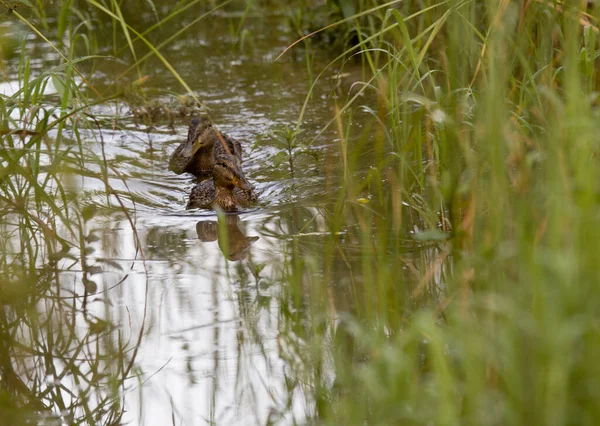 Patos Nadar Através Dos Juncos Lago — Fotografia de Stock