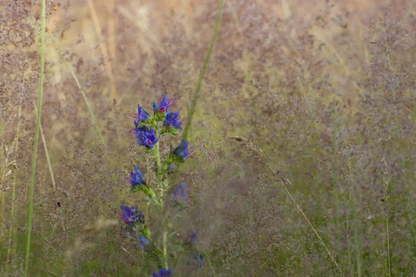 黄色い草を背景に青い花を咲かせ — ストック写真