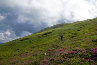 Karpatlar 'ın kırmızı çiçekleri.