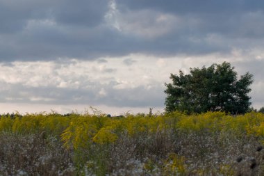 Çayırdaki tarla bitkileri