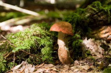 Ormanda çimlerin üzerinde mantarlar