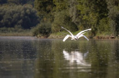 kuğular nehirde yüzmek