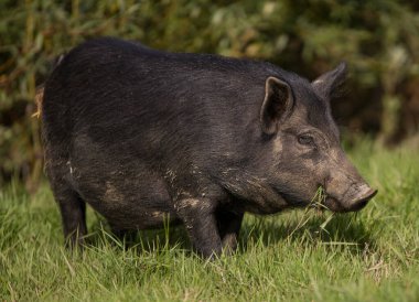 Yaban domuzu çimenlerde otlar.