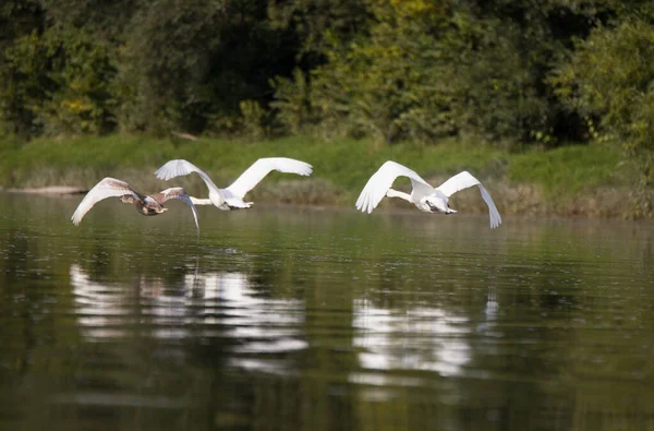 Swans Swim River — Stock Photo, Image