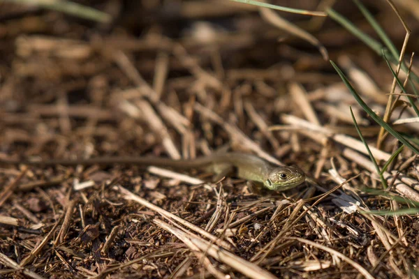 Lagarto Que Vive Natureza — Fotografia de Stock