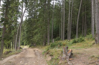 Dağlarda yol Ladin ormanlarında.