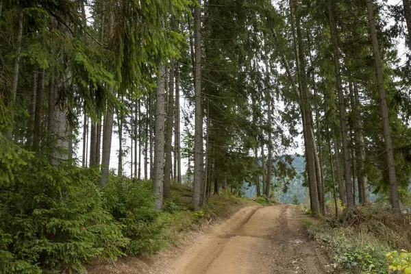 Straße Den Bergen Fichtenwald — Stockfoto