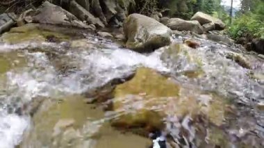 Dağ deresi ladin ormanlarının arasında