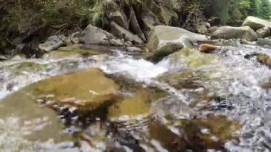 Dağ deresi ladin ormanlarının arasında