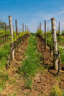 Baharda mavi gökyüzü olan üzüm bağları, metal kablolu ahşap direkler, şarap üretimi