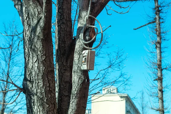 An electric switch is hanging on a tree. The wire is protected. Two toggle switches.