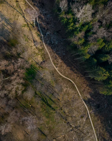 Pfad Führt Durch Den Befallenen Wald — Stockfoto