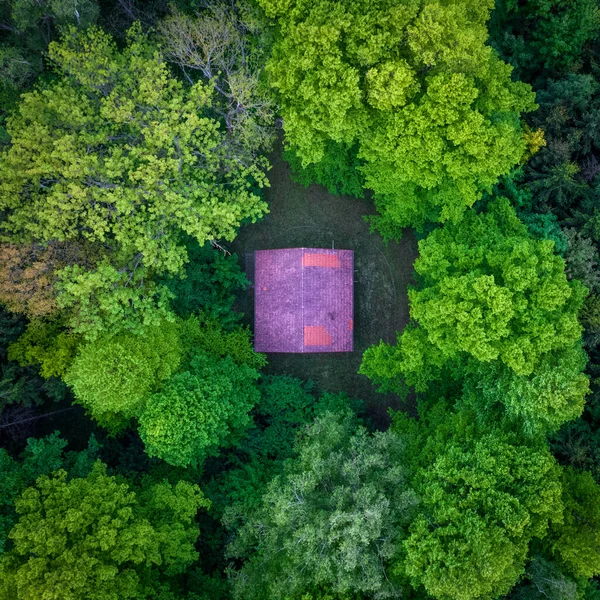 Bahar ormanının ortasında yapayalnız.