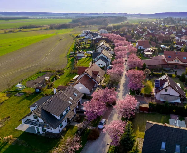 Baharda çiçek açan pembe ağaçlarla dolu sıra sıra evler, Çek Cumhuriyeti