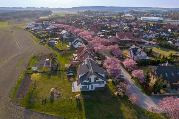 Row of plots of houses lined with flowering pink trees,czech republic