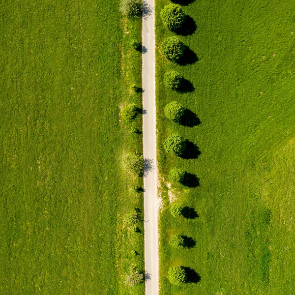 İlkbaharın ortasında sıra sıra ağaçlar ve çimlerle kaplı bir sokak.