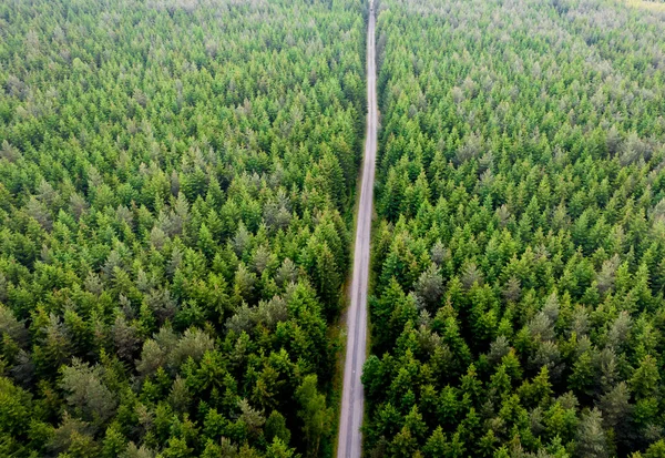 Verlassene Schnurgerade Straße Durch Den Wald Sommer Der Tschechischen Republik — Stockfoto