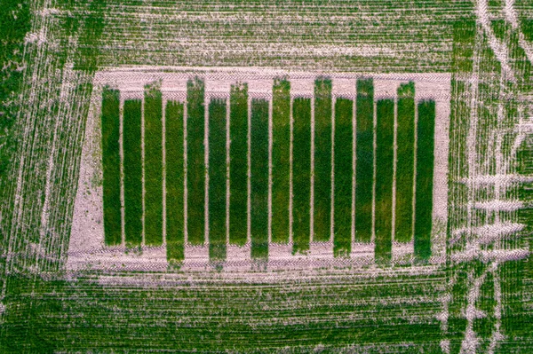 Deneysel fidelerin en üst görünümü